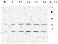 PSA2 | Photosystem I assembly factor 2 in the group Antibodies Plant/Algal / Photosynthesis / GreenCut at Agrisera AB (Antibodies for research) (AS13 2654)